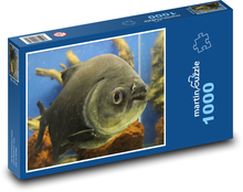 Piraňa v akváriu Puzzle 1000 dílků - 60 x 46 cm