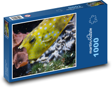 Gelbfleckiger Fisch Puzzle 1000 Teile - 60 x 46 cm