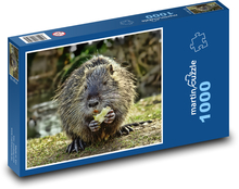 Nutria podczas karmienia Puzzle 1000 elementów - 60x46 cm
