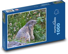 Rakousko - Alpy, svišť Puzzle 1000 dílků - 60 x 46 cm