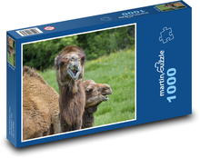 Wielbłąd Puzzle 1000 elementów - 60x46 cm