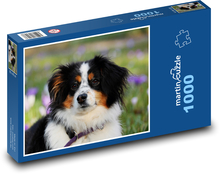 Owczarek australijski Puzzle 1000 elementów - 60x46 cm