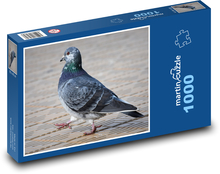 Gołąb - ptak, zwierzę Puzzle 1000 elementów - 60x46 cm