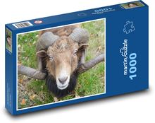 Sheep - horns, animal Puzzle 1000 pieces - 60 x 46 cm 