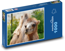 Camel - animal, mammal Puzzle 1000 pieces - 60 x 46 cm 