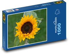 Slunečnice - květ, žlutá Puzzle 1000 dílků - 60 x 46 cm