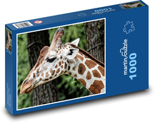 Žirafa v zoo Puzzle 1000 - 60x46 cm
