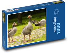 Husy v přírodě Puzzle 1000 dílků - 60 x 46 cm