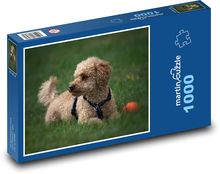 Pudel - pies domowy Puzzle 1000 elementów - 60x46 cm