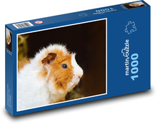 Morča - domáce zviera, mláďa Puzzle 1000 dielikov - 60 x 46 cm 