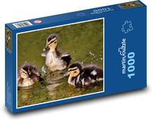 Kachny divoké - mláďata, voda Puzzle 1000 dílků - 60 x 46 cm