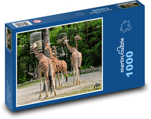 Giraffes - wild animal, Africa Puzzle 1000 pieces - 60 x 46 cm 