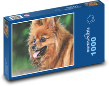 Zwergspitz - Hund Puzzle 1000 Teile - 60 x 46 cm