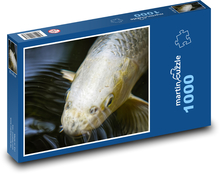 Koi - exotický kapor, ryba Puzzle 1000 dielikov - 60 x 46 cm 