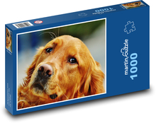 Irský setr - pes, domácí zvíře Puzzle 1000 dílků - 60 x 46 cm