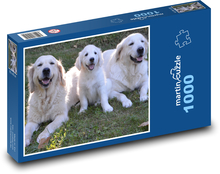 Golden retriever - psy, szczeniak Puzzle 1000 elementów - 60x46 cm