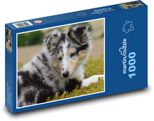 Pes - Shetlendský ovčiak, stene Puzzle 1000 dielikov - 60 x 46 cm 
