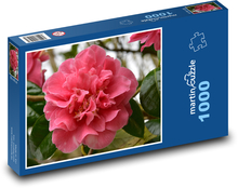 Kamélie - ružový kvet, záhrada Puzzle 1000 dielikov - 60 x 46 cm 
