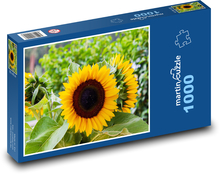 Slnečnica - žltý kvet, leto Puzzle 1000 dielikov - 60 x 46 cm 