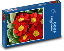 Primule - prvosienka, jarný kvet Puzzle 1000 dielikov - 60 x 46 cm 