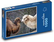 Wielbłądy - zwierzę, safari Puzzle 1000 elementów - 60x46 cm