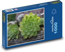Sukulenty - pokrzywy, rośliny Puzzle 1000 elementów - 60x46 cm
