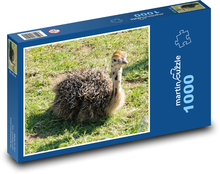 Struś - farma, młode Puzzle 1000 elementów - 60x46 cm