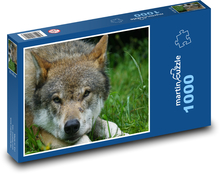 Vlk - dravec, zvíře Puzzle 1000 dílků - 60 x 46 cm