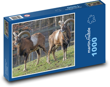 Muflon - przeżuwacz, zwierzę Puzzle 1000 elementów - 60x46 cm