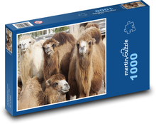 Velbloud - zvíře, zoo Puzzle 1000 dílků - 60 x 46 cm