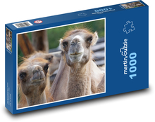 Velbloud - zvíře, Afrika Puzzle 1000 dílků - 60 x 46 cm