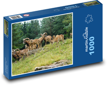 Muflon - stado zwierząt kopytnych Puzzle 1000 elementów - 60x46 cm