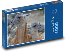 Guanaco - lama, sudokopytník Puzzle 1000 dílků - 60 x 46 cm