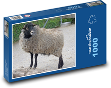 Ovce ouessantská - trpasličí ovce Puzzle 1000 dílků - 60 x 46 cm