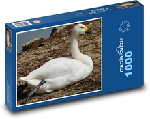 Łabędź - ptak wodny, zwierzę Puzzle 1000 elementów - 60x46 cm