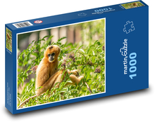 Gibon - opice, zoo Puzzle 1000 dílků - 60 x 46 cm
