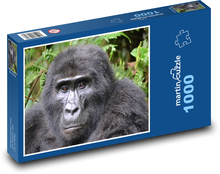 Gorilla - Uganda, las deszczowy Puzzle 1000 elementów - 60x46 cm