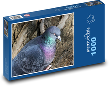 Holub - vták, ornitológia Puzzle 1000 dielikov - 60 x 46 cm