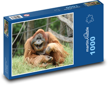 Laughing orangutan - monkey, zoo Puzzle 1000 pieces - 60 x 46 cm 