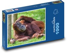 Orangutan - spiace opice, zviera Puzzle 1000 dielikov - 60 x 46 cm 