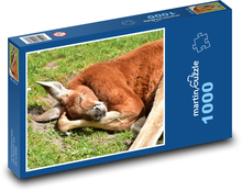 Kangaroo - marsupial, Australia Puzzle 1000 pieces - 60 x 46 cm 