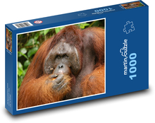 Orangutan - opice, zvíře Puzzle 1000 dílků - 60 x 46 cm