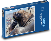 Lachtan - zvíře, mořský tvor Puzzle 1000 dílků - 60 x 46 cm