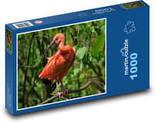 Ibis - pták, divoké zvíře Puzzle 1000 dílků - 60 x 46 cm