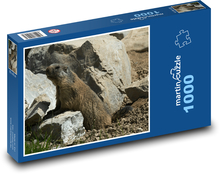 Svišť - hlodavec, zvíře Puzzle 1000 dílků - 60 x 46 cm