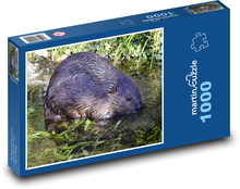 Bobr - vodní živočich, hlodavec Puzzle 1000 dílků - 60 x 46 cm