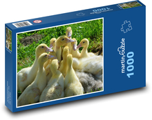 Kachny - mláďata, zvířata Puzzle 1000 dílků - 60 x 46 cm