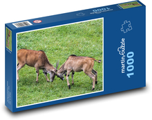 Zápasící kozy - domácí zvířata, farma Puzzle 1000 dílků - 60 x 46 cm