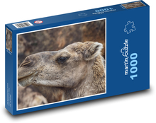 Hlava velblouda - zvíře, savec Puzzle 1000 dílků - 60 x 46 cm