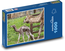 Camel - dromedary, cub Puzzle 1000 pieces - 60 x 46 cm 